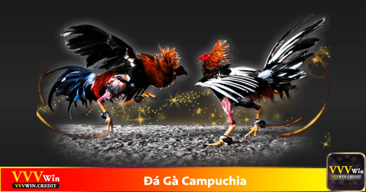 Đá Gà Campuchia - Đặt Cược Đá Gà Đẳng Cấp Tại VVVWin 4 Cách phân tích chiến kê và chọn kèo phù hợp