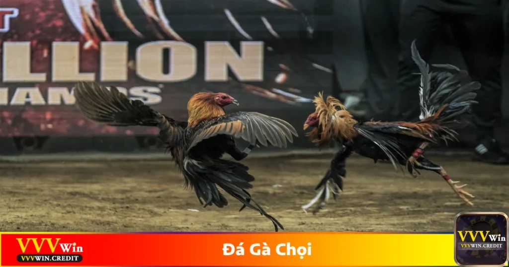 Cách chọn chiến kê mạnh để đặt cược