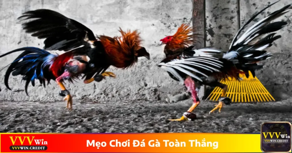 Những mẹo chơi đá gà toàn thắng